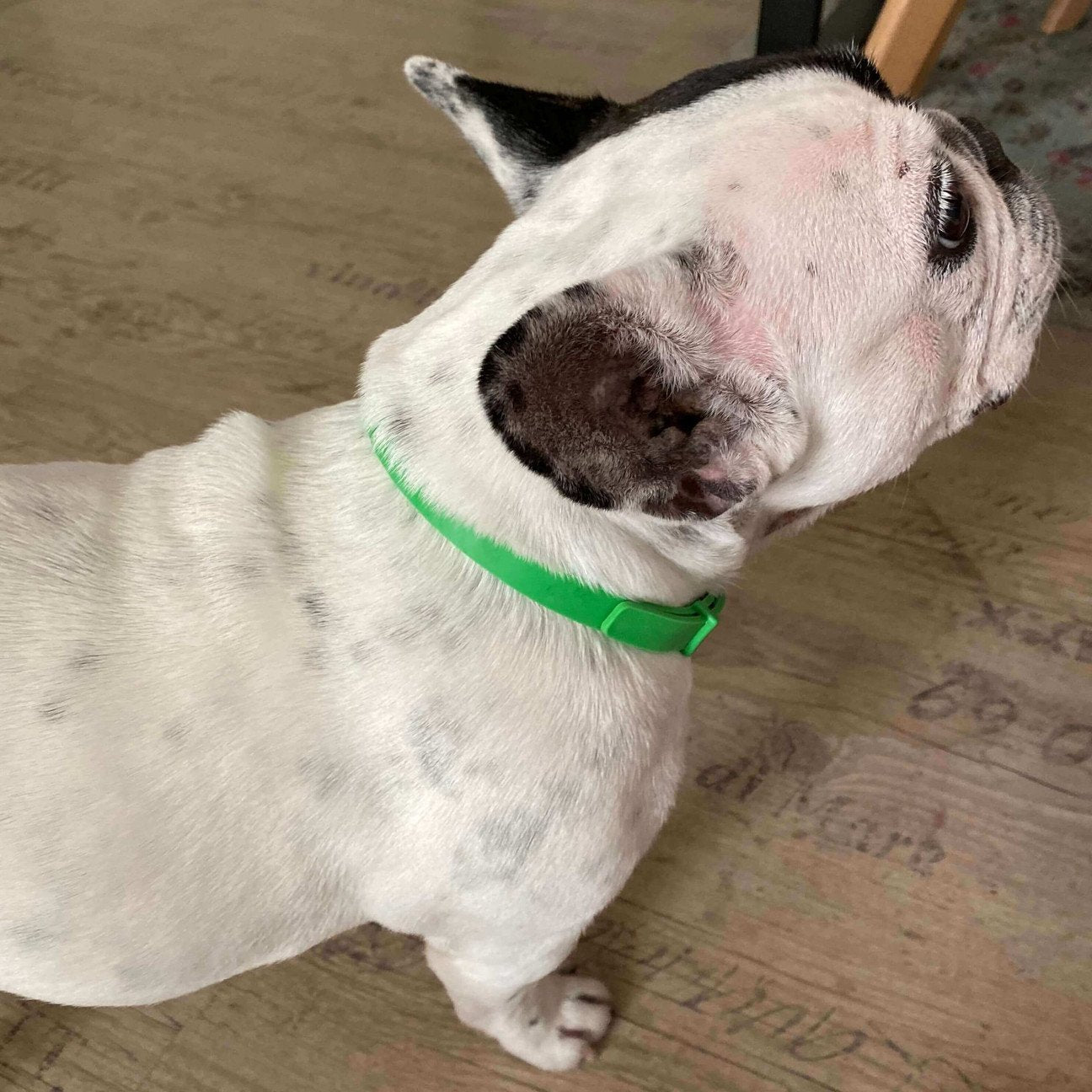 Thefurlife™ 8 Months Flea And Tick Free
