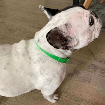 Thefurlife™ 8 Months Flea And Tick Free