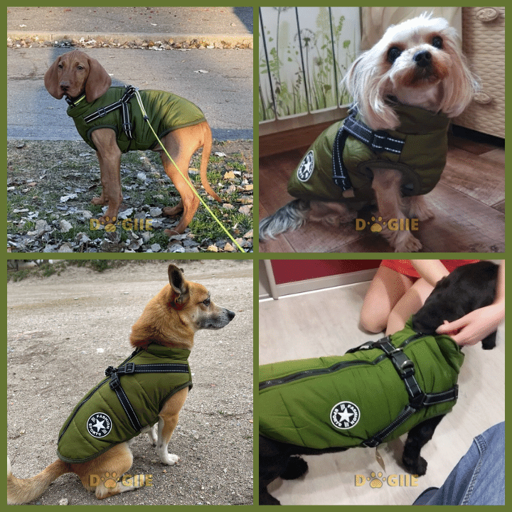 Waterproof Winter Dog Jacket With Built-In Harness Green / S