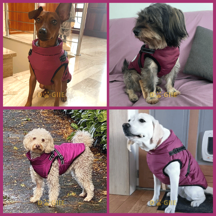 Waterproof Winter Dog Jacket With Built-In Harness