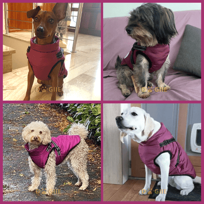Waterproof Winter Dog Jacket With Built-In Harness
