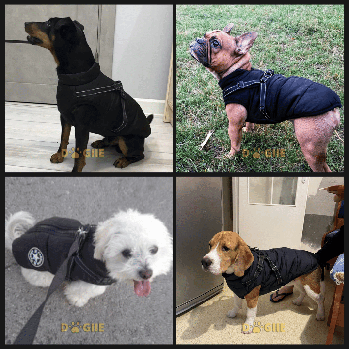 Waterproof Winter Dog Jacket With Built-In Harness
